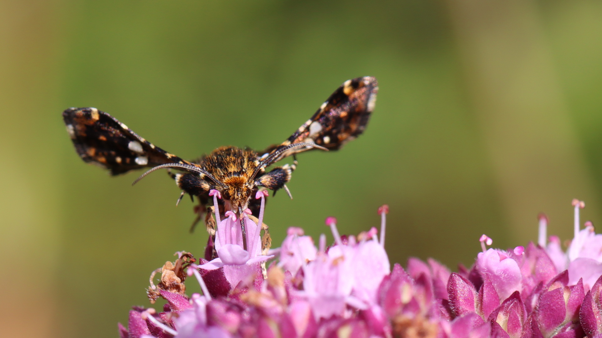 Thyris fenestrella