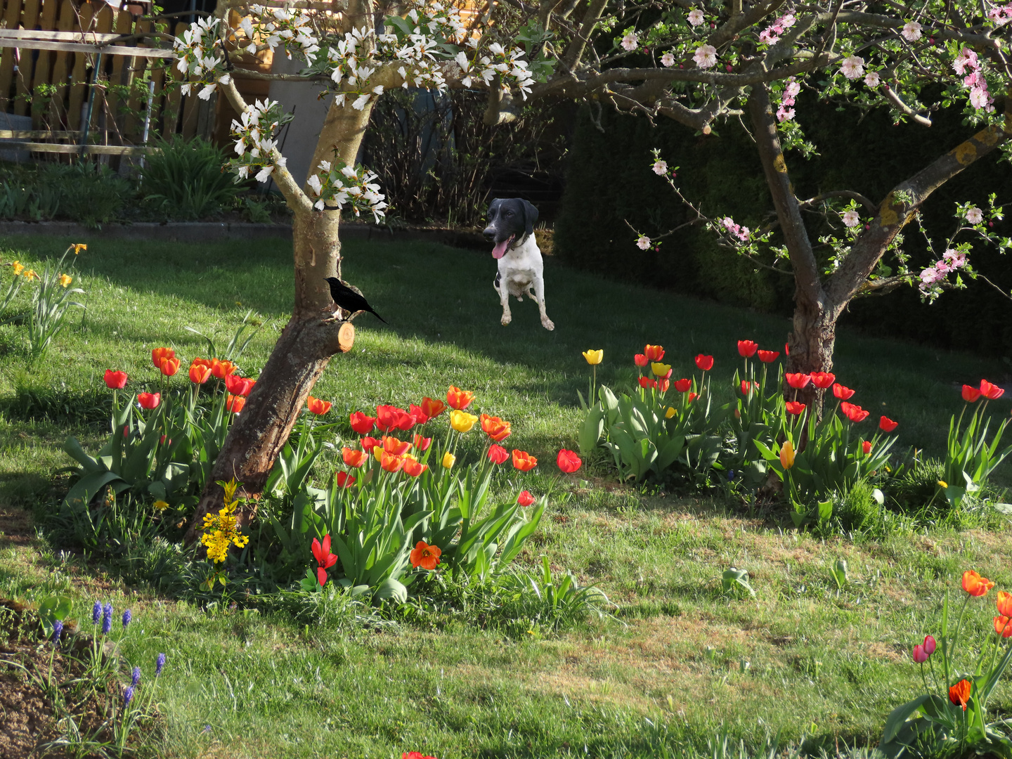 Thyson im fremden Garten....Thementag mit Sonne