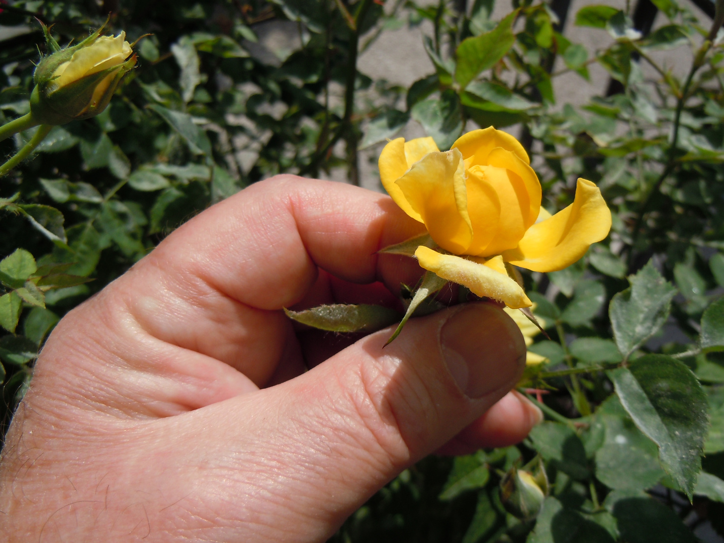 ti offro la prima rosellina del mio terrazzo...