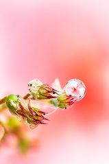 Ti porterò un fiore..... Drops e Flowers Gocce e fiori by Mario Nicorelli