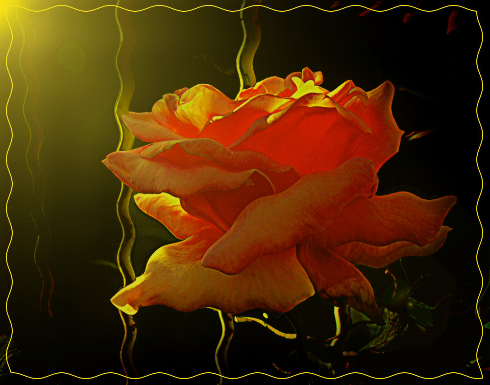 Ti regalerò una rosa..... Foto Immagini piante, fiori e funghi