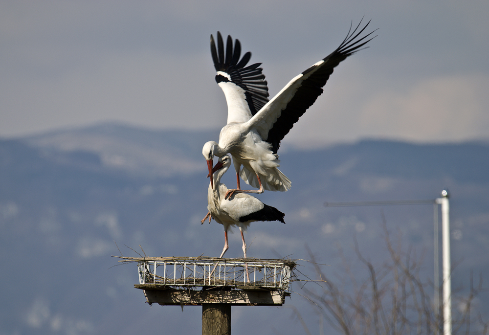 Ti volo addosso!