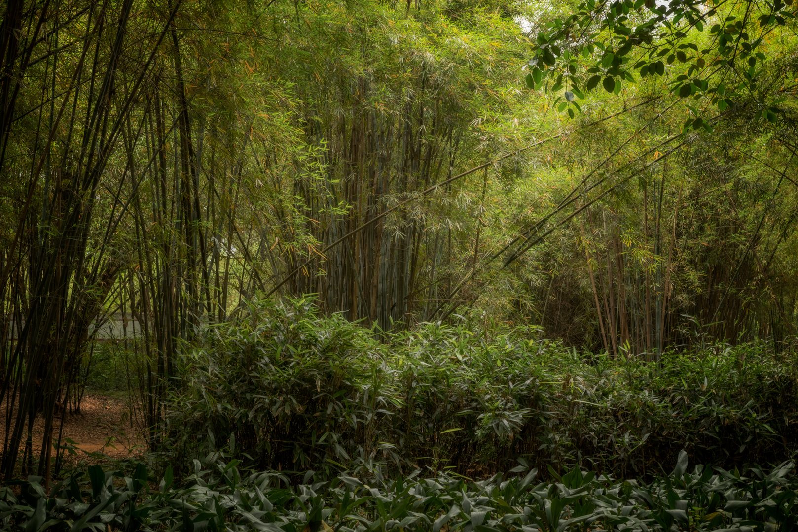 Tianhe Park bamboo