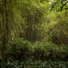 Tianhe Park bamboo
