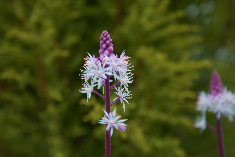 Tiarella-Schaumblüte