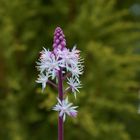 Tiarella-Schaumblüte