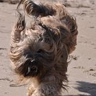 Tibbi am Strand