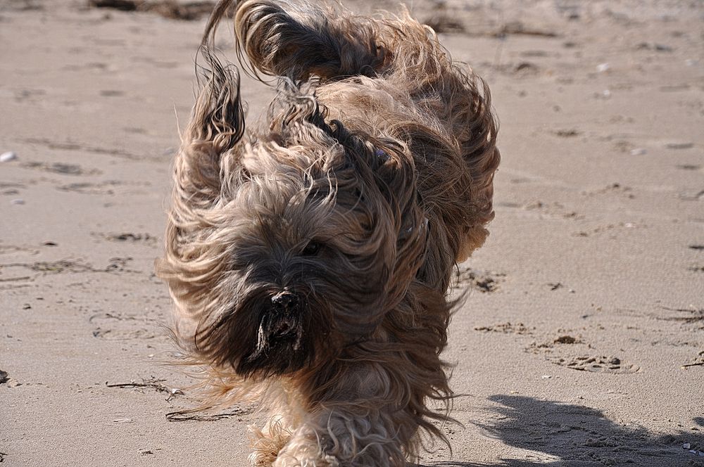 Tibbi am Strand