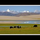 Tibet 2010 045