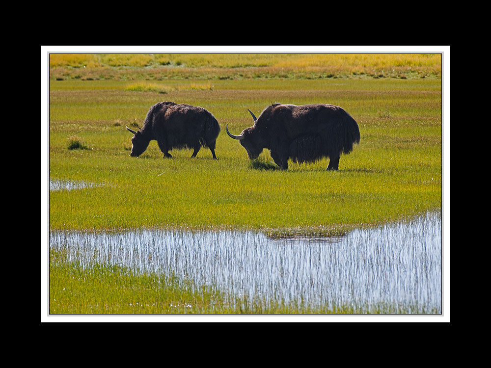 Tibet 2010 048