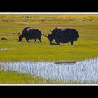 Tibet 2010 048