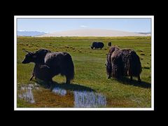 Tibet 2010 049