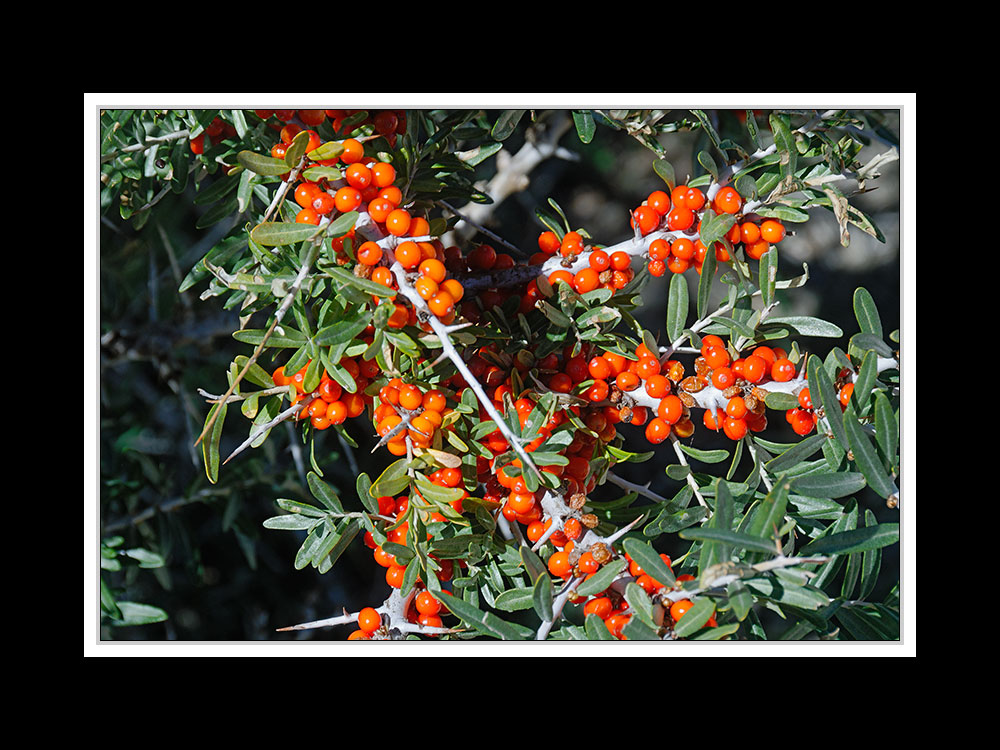 Tibet 2010 091