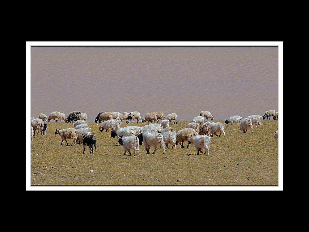 Tibet 2010 100