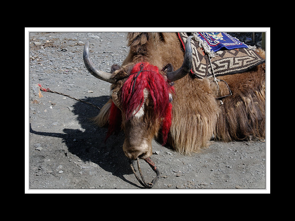 Tibet 2010 179