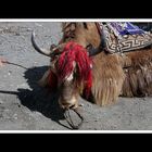 Tibet 2010 179