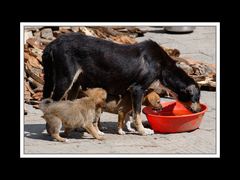 Tibet 2010 242