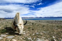 Tibet (67)- Yak