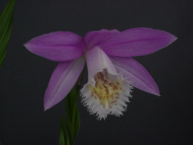 tibet-orchidee