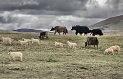 Tibet-Railway 9