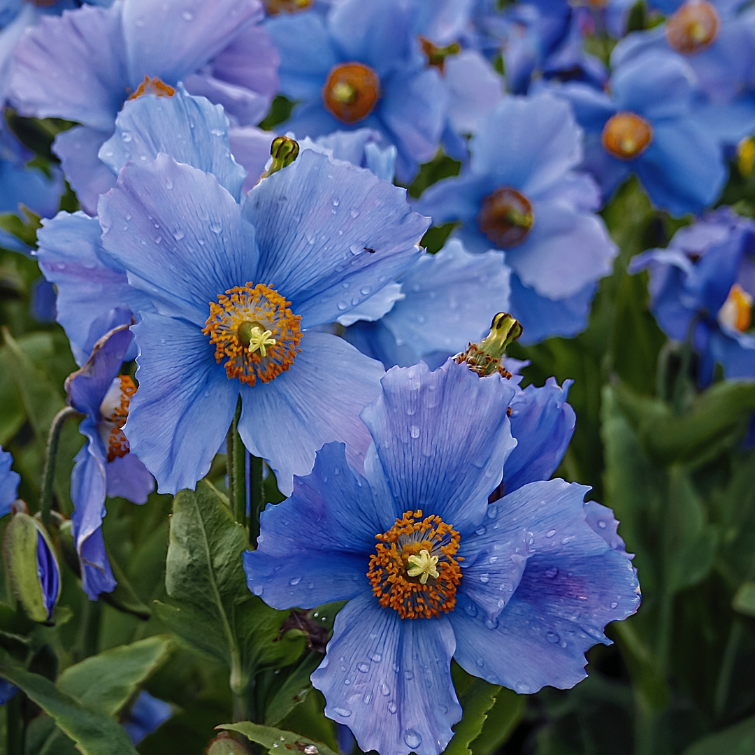 Tibet Scheinmohn