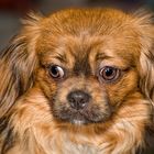 Tibet Spaniel