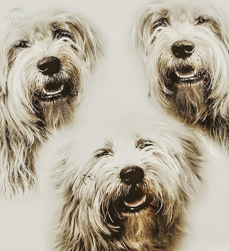 Tibet Terrier