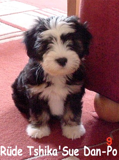 Tibet Terrier