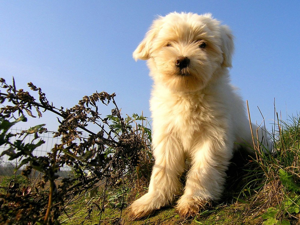 Tibet-Terrier