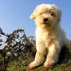 Tibet-Terrier