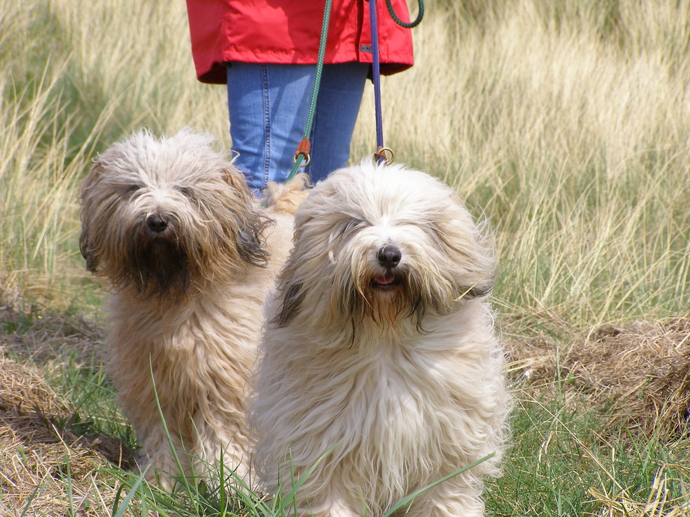 Tibet Terrier