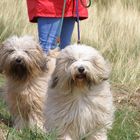 Tibet Terrier