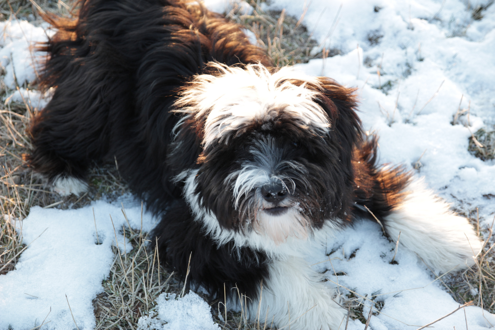 Tibet Terrier