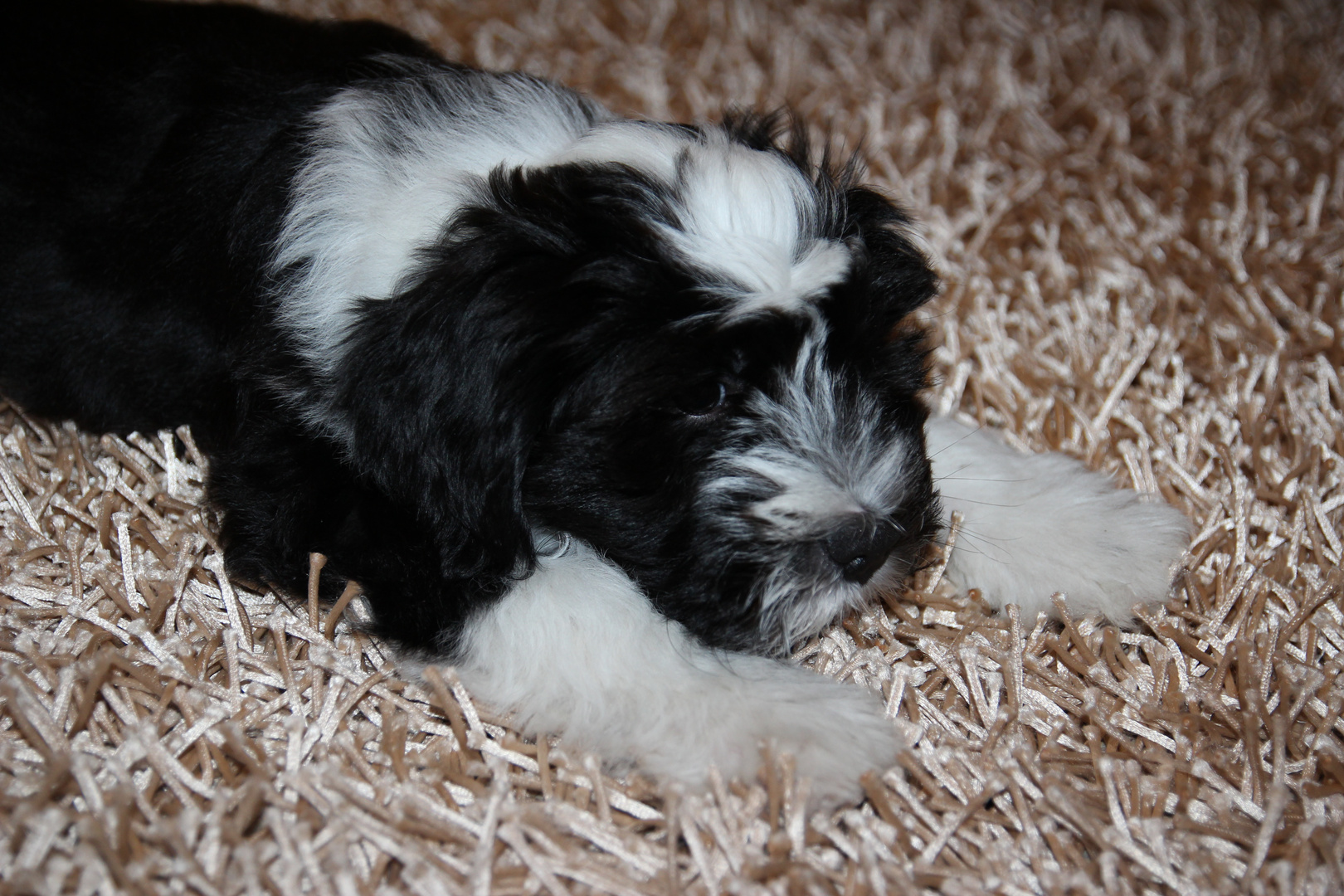 Tibet Terrier