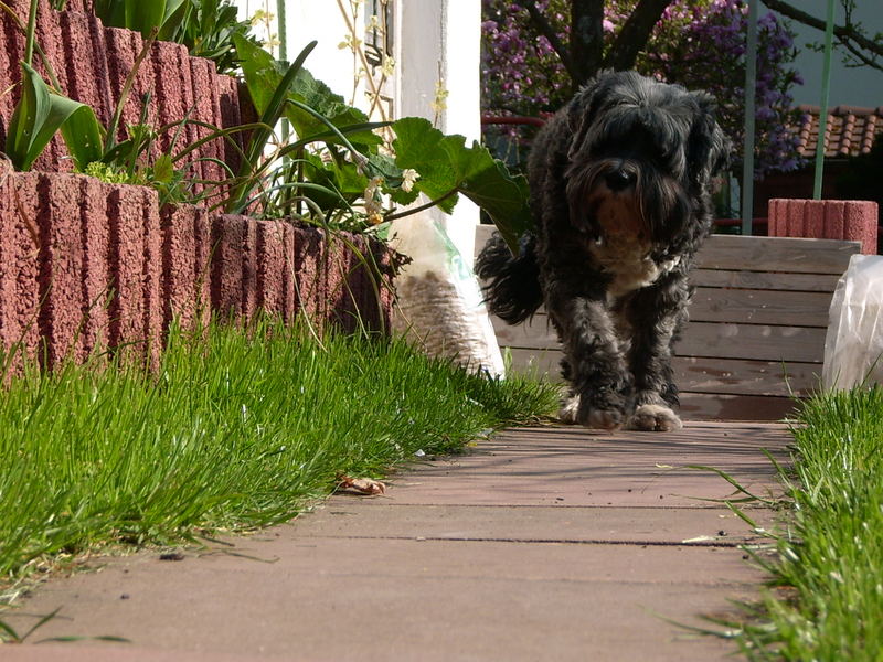 Tibet Terrier