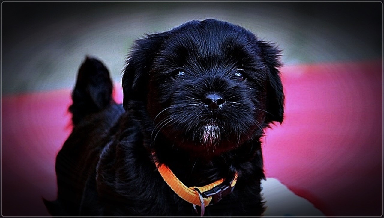 " Tibet Terrier Baby "