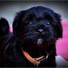 " Tibet Terrier Baby "