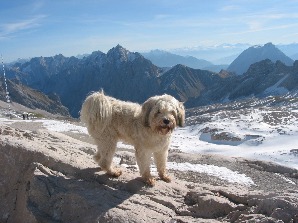 Tibet Terrier "Balu" auf der Zugspitze