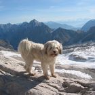 Tibet Terrier "Balu" auf der Zugspitze