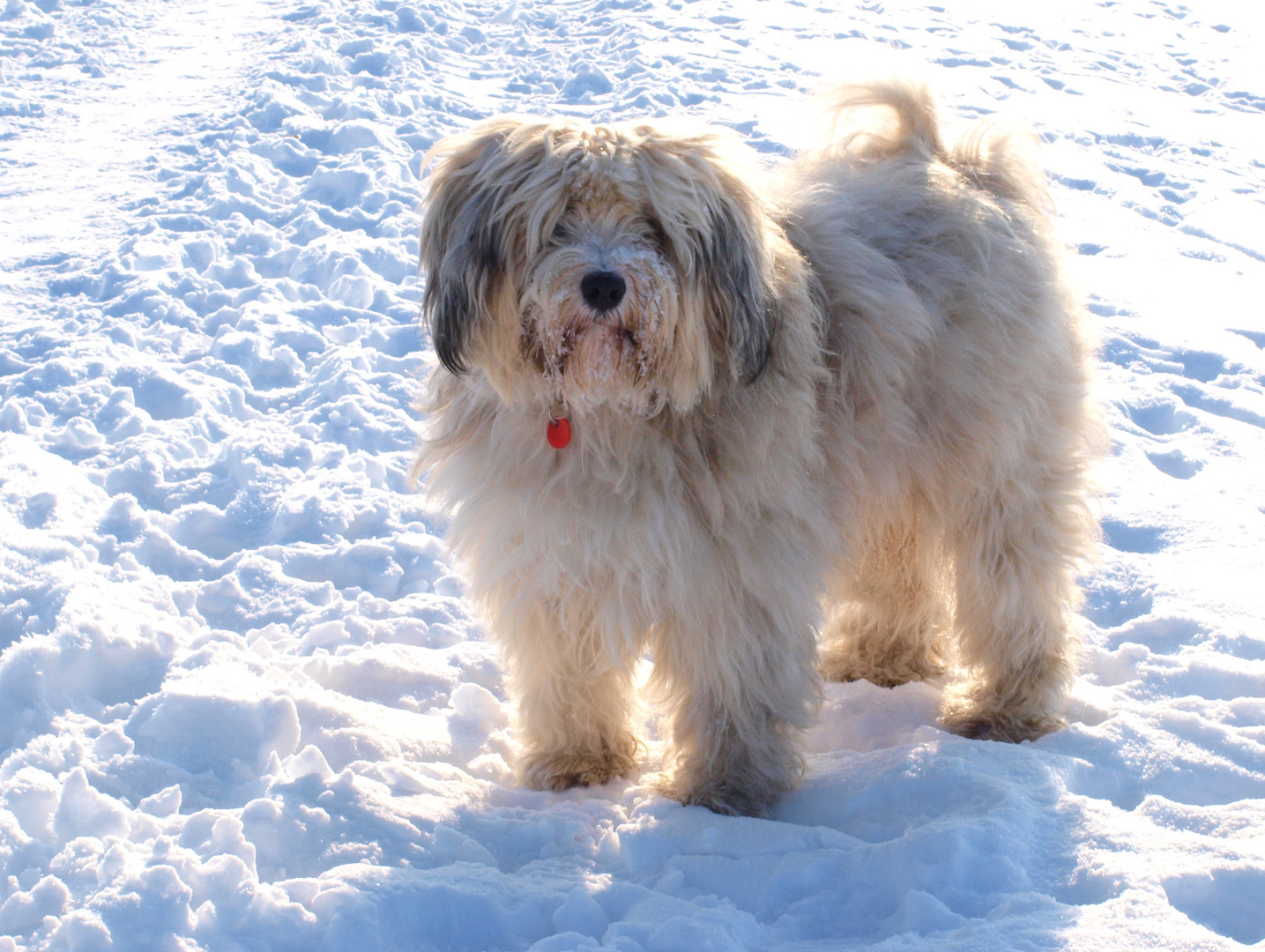 Tibet-Terrier "Balu"