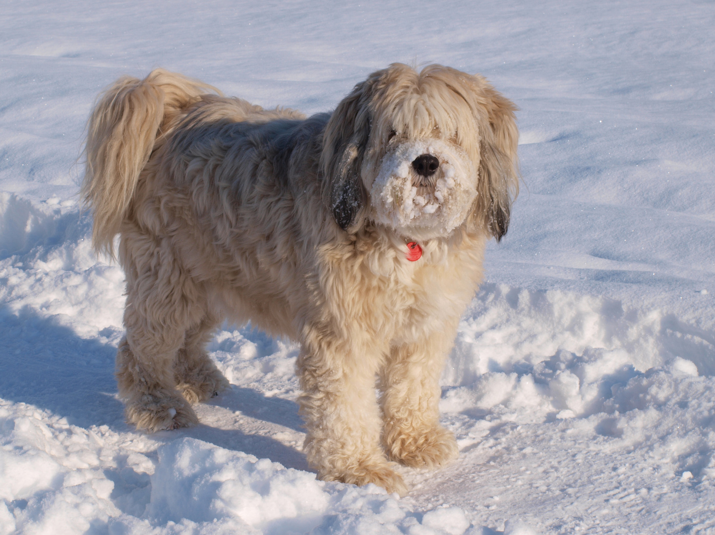 Tibet Terrier Balu mag den Pulverschnee