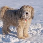 Tibet Terrier Balu mag den Pulverschnee