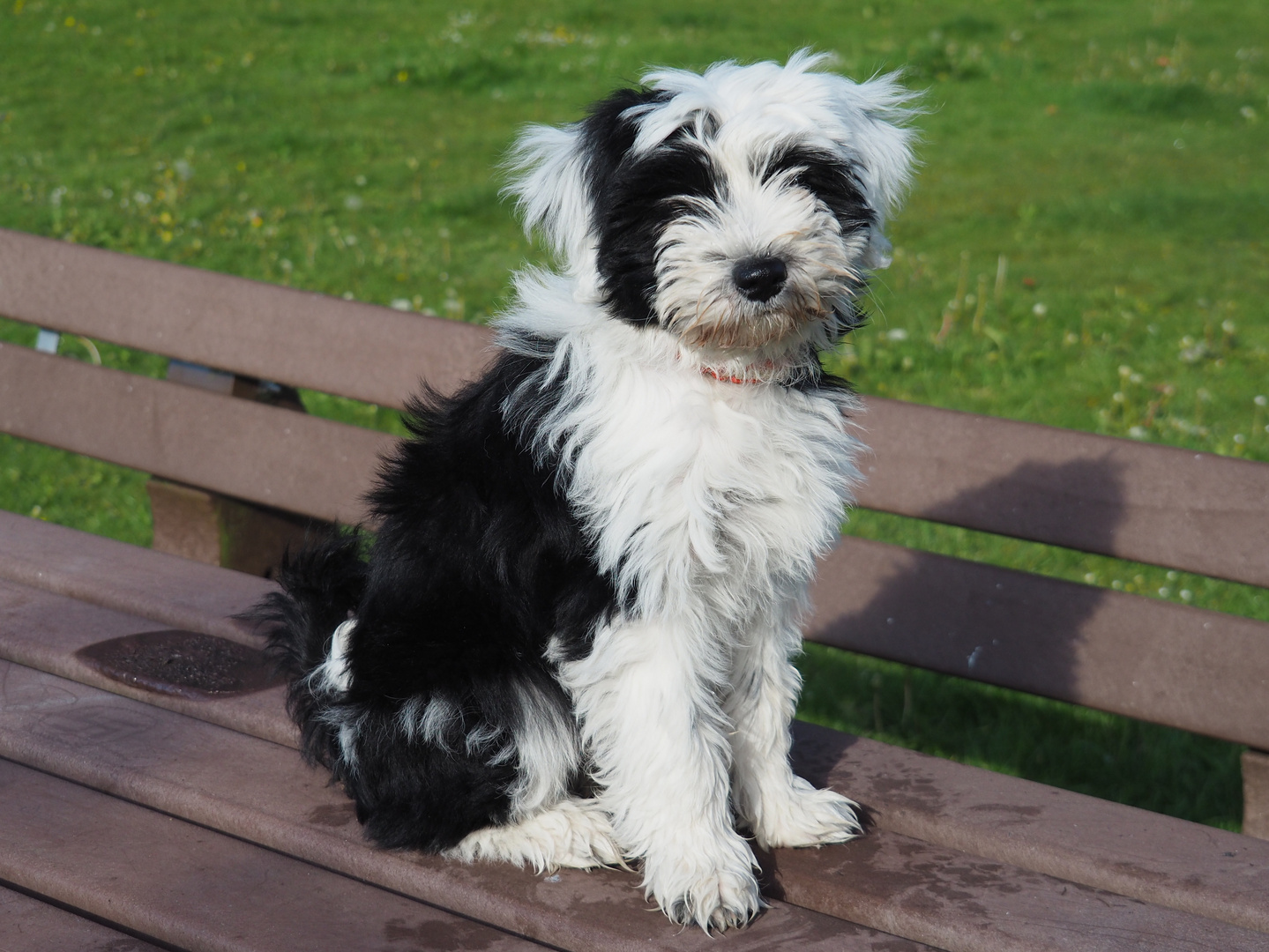 Tibet-Terrier: Danu Kari