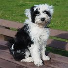 Tibet-Terrier: Danu Kari