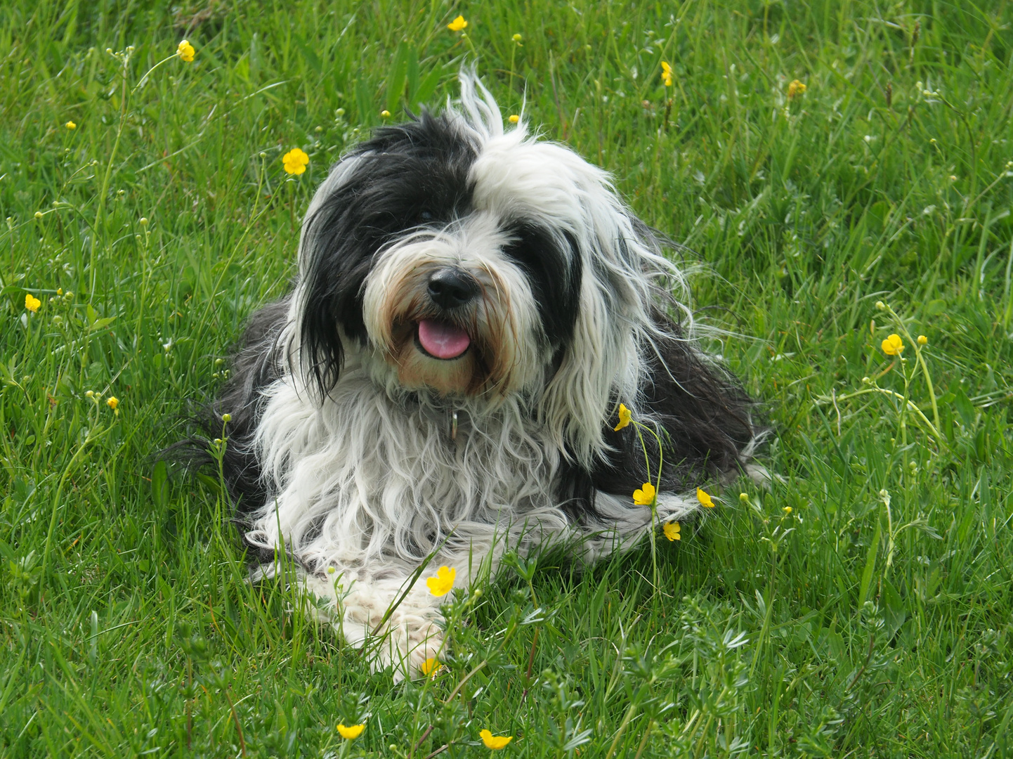 Tibet-Terrier Danu Kari auf der Frühlingswiese