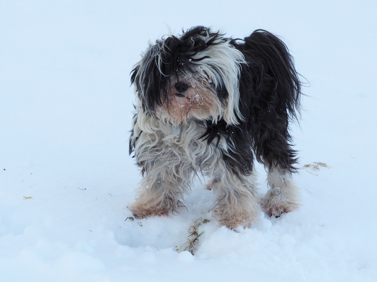 Tibet-Terrier Danu-Kari (Dari)