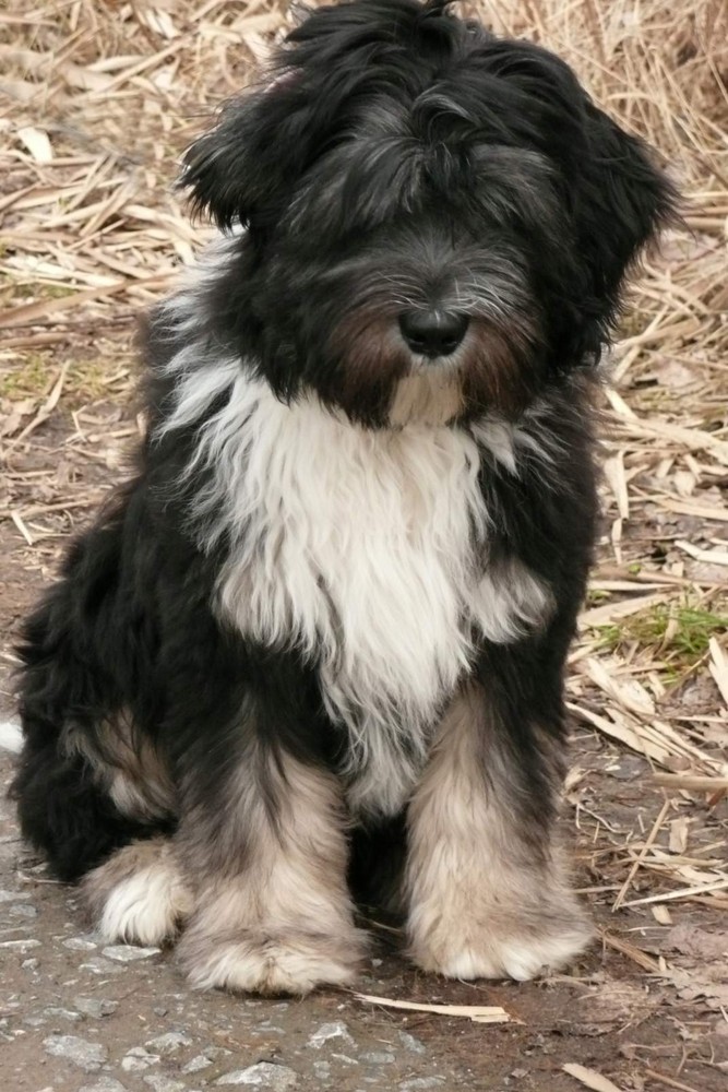 Tibet Terrier