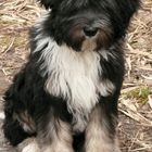 Tibet Terrier