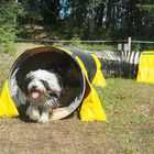 Tibet-Terrier - Hunde-Agility  