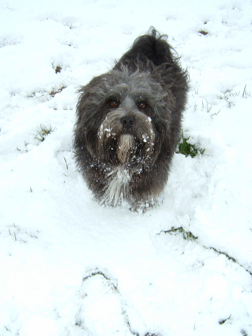 Tibet-Terrier im Schnee